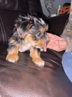 Koda, a male Yorkshire Terrier for sale in Live Oak, FL – 4 of 10