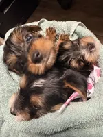 Koda, a male Yorkshire Terrier for sale in Live Oak, FL – 10 of 10