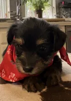 Rilie, a female Yorkipoo for sale in Live Oak, FL – 5 of 8