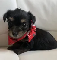 Rilie, a female Yorkipoo for sale in Live Oak, FL – 3 of 8