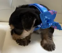 Finn, a male Yorkipoo for sale in Live Oak, FL – 2 of 10