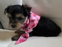 Lila, a female Yorkipoo for sale in Live Oak, FL – 2 of 8