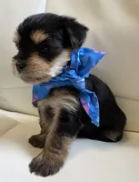 Finn, a male Yorkipoo for sale in Live Oak, FL – 6 of 10