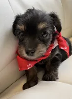 Rilie, a female Yorkipoo for sale in Live Oak, FL – 4 of 8