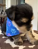 Finn, a male Yorkipoo for sale in Live Oak, FL – 9 of 10