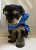 Finn, a male Yorkipoo for sale in Live Oak, FL – 10 of 10