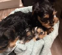 Harley, a female Yorkshire Terrier for sale in Live Oak, FL – 9 of 10