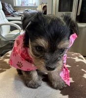 Lila, a female Yorkipoo for sale in Live Oak, FL – 8 of 8