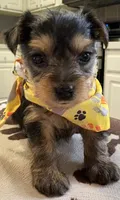 Roxi, a female Yorkipoo for sale in Live Oak, FL – 7 of 10