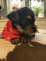 Rilie, a female Yorkipoo for sale in Live Oak, FL – 6 of 8