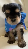 Finn, a male Yorkipoo for sale in Live Oak, FL – 3 of 10