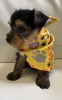 Roxi, a female Yorkipoo for sale in Live Oak, FL – 4 of 10