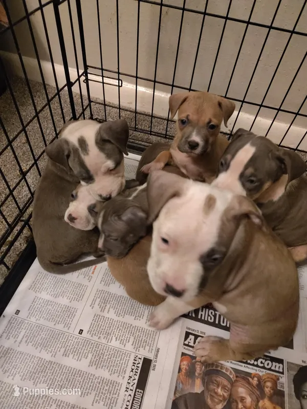 Dime – American Pit Bull Terrier puppy for sale in Houston, TX