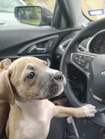 Roxy, a female American Pit Bull Terrier for sale in Houston, TX – 4 of 5