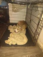 Queen , a female American Pit Bull Terrier for sale in Houston, TX – 3 of 3