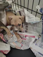 Queen , a female American Pit Bull Terrier for sale in Houston, TX – 4 of 5