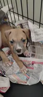Queen , a female American Pit Bull Terrier for sale in Houston, TX – 5 of 5