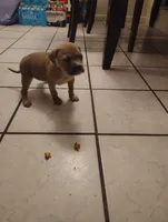 Queen , a female American Pit Bull Terrier for sale in Houston, TX – 2 of 5