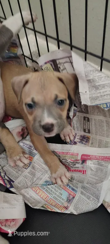 Queen  – American Pit Bull Terrier puppy for sale in Houston, TX