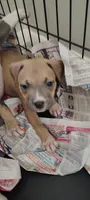 Queen , a female American Pit Bull Terrier for sale in Houston, TX – 1 of 5