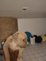 Queen , a female American Pit Bull Terrier for sale in Houston, TX – 3 of 5