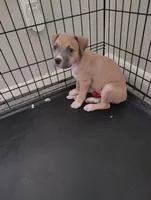 Roxy, a female American Pit Bull Terrier for sale in Houston, TX – 5 of 5