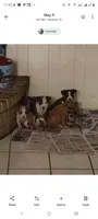 Fame, a female American Pit Bull Terrier for sale in Houston, TX – 5 of 6