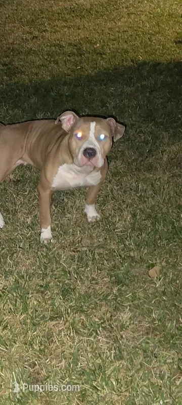 Queen  – American Pit Bull Terrier puppy for sale in Houston, TX