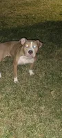Queen , a female American Pit Bull Terrier for sale in Houston, TX – 1 of 3