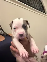 Skyy, a female American Pit Bull Terrier for sale in Houston, TX – 3 of 4