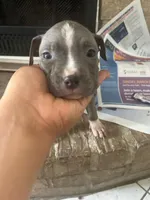 Skyy, a female American Pit Bull Terrier for sale in Houston, TX – 1 of 4