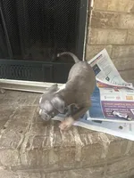 Skyy, a female American Pit Bull Terrier for sale in Houston, TX – 2 of 4