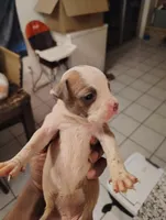 Roxy, a female American Staffordshire Terrier and American Pit Bull Terrier for sale in Houston, TX – 4 of 5