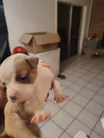 Roxy, a female American Staffordshire Terrier and American Pit Bull Terrier for sale in Houston, TX – 3 of 5