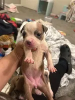 Roxy, a female American Staffordshire Terrier and American Pit Bull Terrier for sale in Houston, TX – 5 of 5