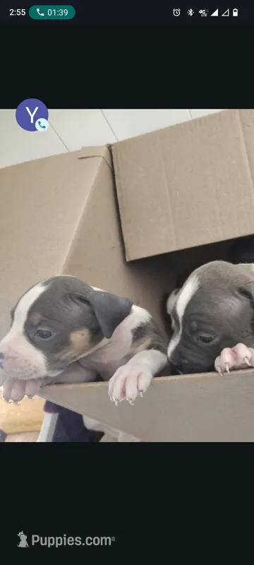 Roxy – American Staffordshire Terrier, American Pit Bull Terrier puppy for sale in Houston, TX