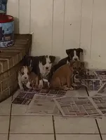 Princess , a female American Pit Bull Terrier for sale in Houston, TX – 4 of 4