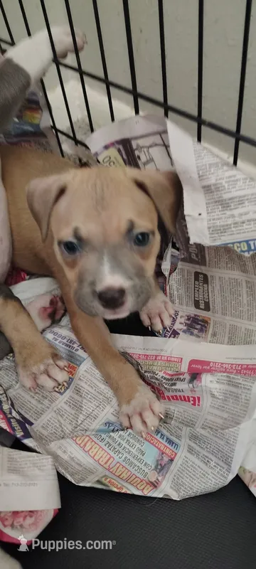 Skyy – American Pit Bull Terrier puppy for sale in Houston, TX