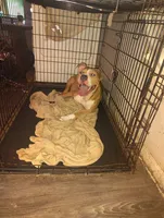 Queen , a female American Pit Bull Terrier for sale in Houston, TX – 2 of 3