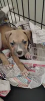 Fame, a female American Pit Bull Terrier for sale in Houston, TX – 3 of 6