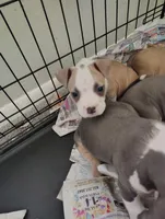 Peaches , a female American Pit Bull Terrier for sale in Houston, TX – 4 of 4