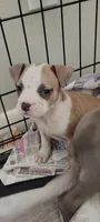 Peaches , a female American Pit Bull Terrier for sale in Houston, TX – 3 of 4