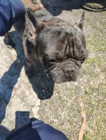 Diamond , a male French Bulldog for sale in Houston, TX – 2 of 3