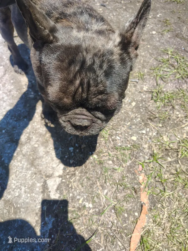 Diamond  – French Bulldog puppy for sale in Houston, TX