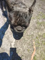 Diamond , a male French Bulldog for sale in Houston, TX – 1 of 3
