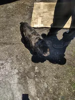 Diamond , a male French Bulldog for sale in Houston, TX – 3 of 3