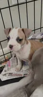 Princess , a female American Pit Bull Terrier for sale in Houston, TX – 3 of 4