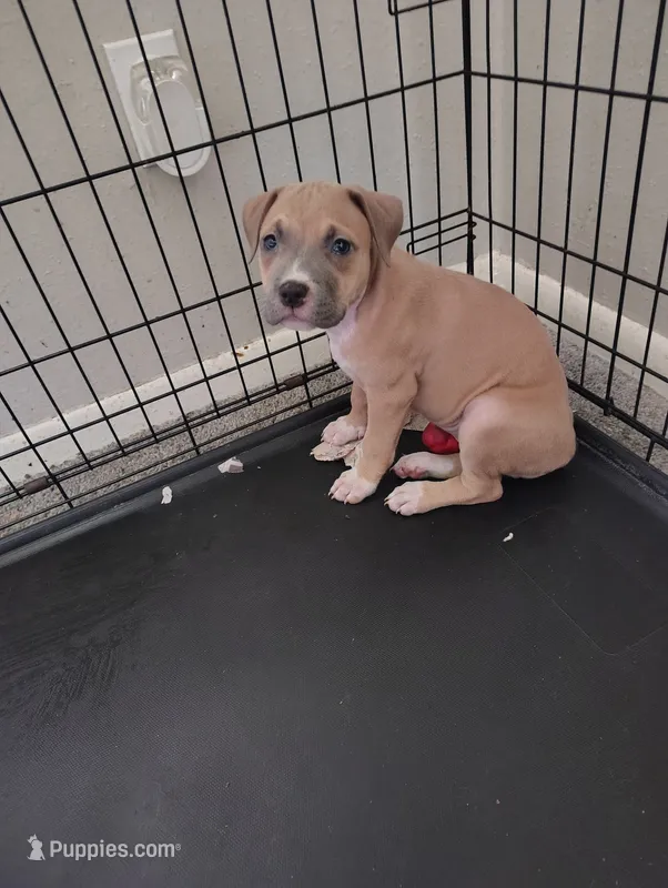 Roxy, a female American Pit Bull Terrier for sale in Houston, TX – 1 of 5