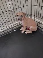 Roxy, a female American Pit Bull Terrier for sale in Houston, TX – 1 of 5