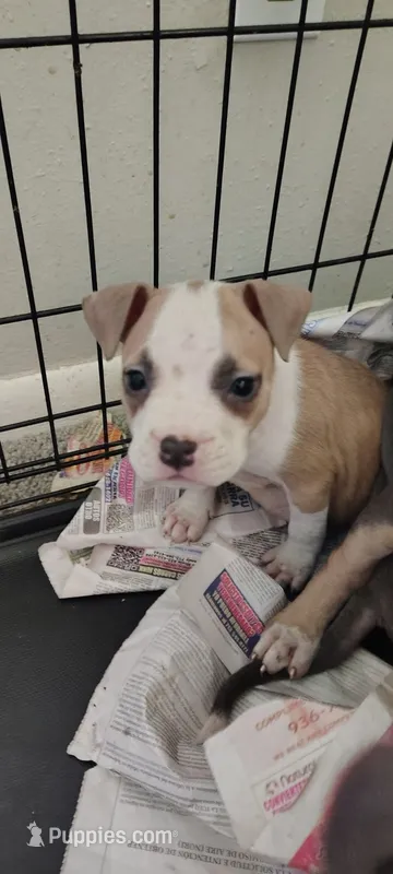 Fame – American Pit Bull Terrier puppy for sale in Houston, TX